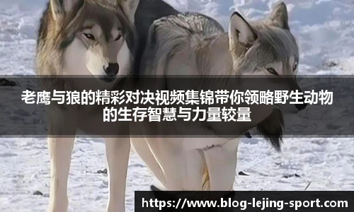 老鹰与狼的精彩对决视频集锦带你领略野生动物的生存智慧与力量较量